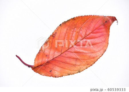 秋の彩り桜の落葉・紅葉 秋の彩り桜の落葉・紅葉 60539333