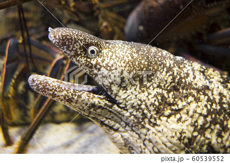 ウツボ ウツボ 60539552