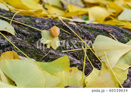 オハツキイチョウ 60539634