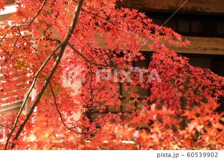 三千院の紅葉 60539902