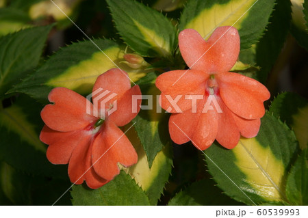 インパチェンス 60539993