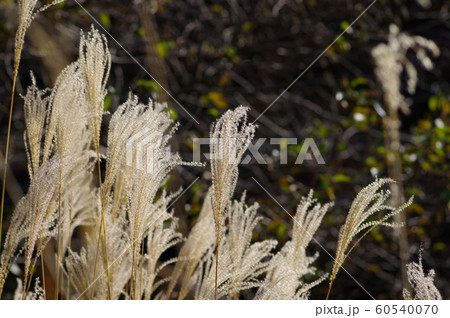 ススキ ススキ 60540070