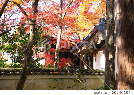 三千院の紅葉 60540104