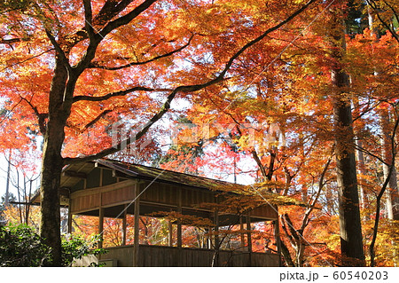 三千院の紅葉 60540203