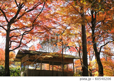 三千院の紅葉 60540206