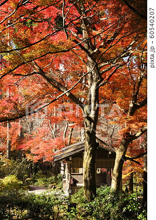 三千院の紅葉 60540207