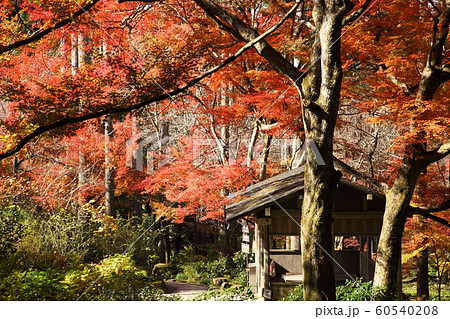 三千院の紅葉 60540208