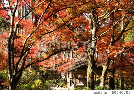 三千院の紅葉 60540209