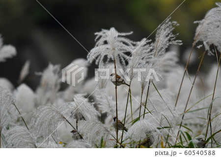 スズメ・ススキ・仲間・師走・集団 60540588