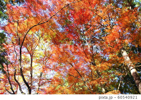 三千院の紅葉 60540921