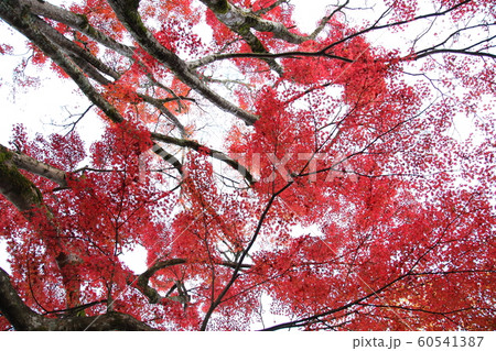 実光院の紅葉 60541387
