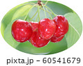 さくらんぼ 60541679