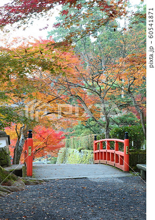 未明橋の紅葉 60541871