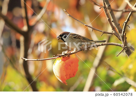 柿をついばむスズメと木々の紅葉 柿をついばむスズメと木々の紅葉 60542078