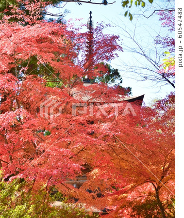 紅葉のもみじと見返りの塔 60542488