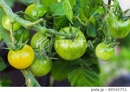 Young unripened tomatoes growing on a vine Young unripened tomatoes growing on a vine 60542751