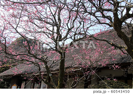 京王百草園の梅 京王百草園の梅 60543450