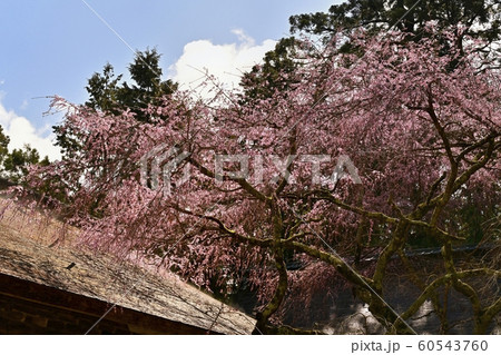 吉野山　桜咲く水分神社　 60543760