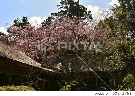 吉野山　桜咲く水分神社　 60543761