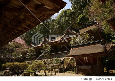 吉野山　桜咲く水分神社　 60543763