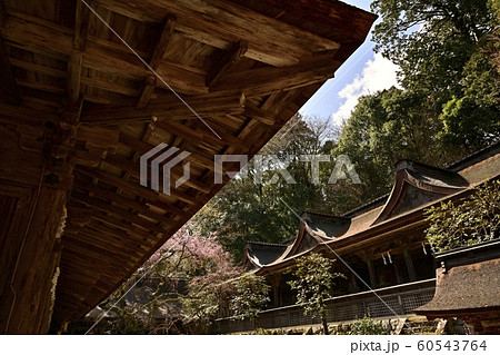 吉野山　桜咲く水分神社　 60543764