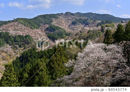吉野山　吉水神社展望台からの一目千本の桜　 60543774
