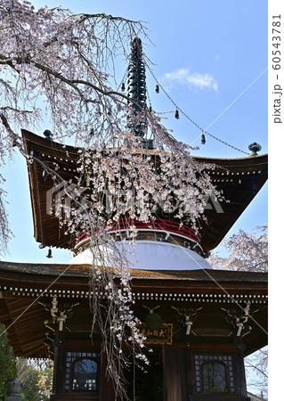 吉野山　東南院多宝塔とシダレザクラ　 60543781