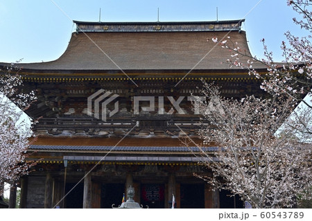 吉野山　金峰山神社の蔵王堂と桜　 60543789