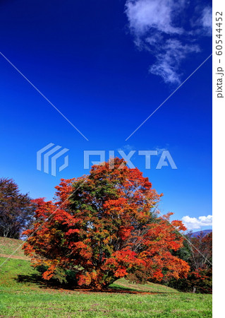 七色大カエデ 60544452