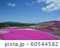 芝桜 60544582