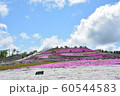 芝桜 60544583