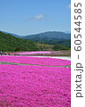 芝桜 60544585