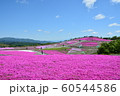 芝桜 60544586