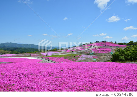 芝桜 芝桜 60544586