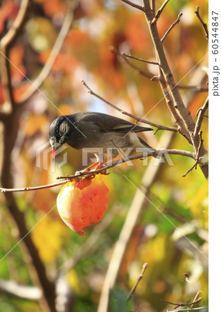 柿をついばむムクドリと紅葉 60544847