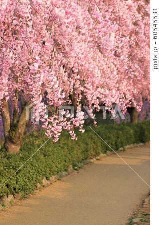 常陸風土記の丘のしだれ桜 60545531