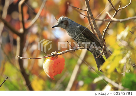 柿をついばむヒヨドリ 紅葉背景 柿をついばむヒヨドリ 紅葉背景 60545791