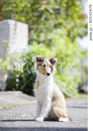 お座りするシェルティー子犬の写真素材 [60545976] - PIXTA