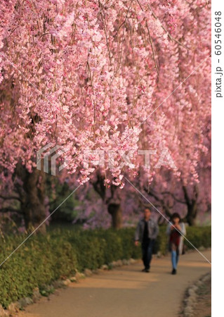 常陸風土記の丘の桜の写真素材