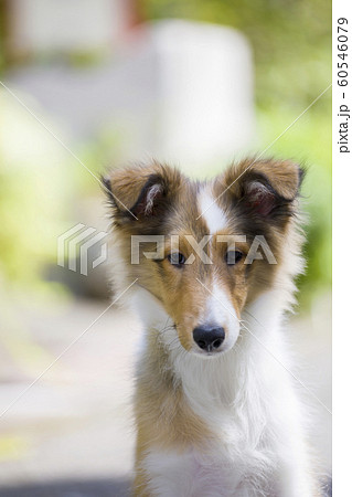 シェルティー（お座りポーズ） 僕のお座り姿は、二等辺三角形✊💕 #シェットランドシープドッグ