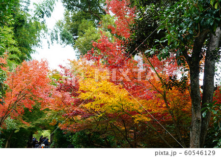 京都 東山 圓徳院 紅葉 京都 東山 圓徳院 紅葉 60546129