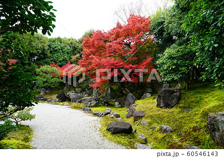 京都 東山 圓徳院 紅葉 京都 東山 圓徳院 紅葉 60546143