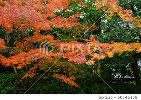 京都　東山　圓徳院　紅葉 60546159