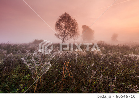 Foggy dawn on the field with cobwebs in autumn 60546710