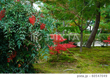京都　東山　建仁寺　紅葉 60547049