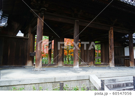 京都　東山　建仁寺　紅葉 60547056