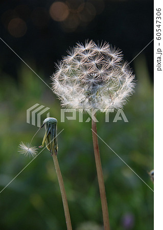 わたぼうし わたぼうし 60547306