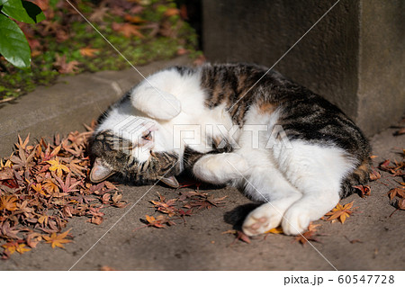 鎌倉円覚寺のねこの写真素材
