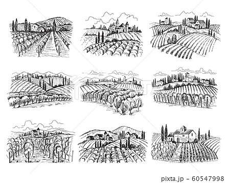 Vineyard Landscape Farm Grape Fields With のイラスト素材