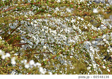 ユキヤナギ（雪柳） 60548136